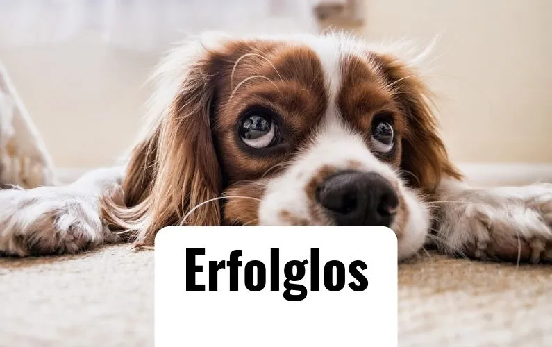 Erfolglos-zu dumm zu faul