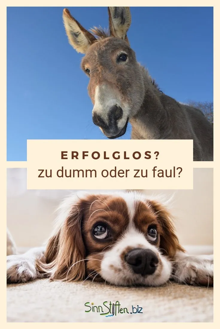 Bist du erfolglos? Dann hat es 3 mögliche Ursachen. Bu bist zu dumm, zu faul oder zu feige. Doch was hilft dann?